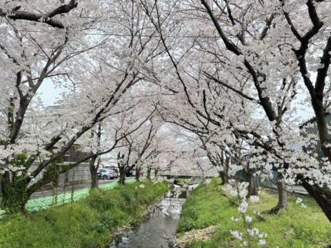 🌸桜満開🌸