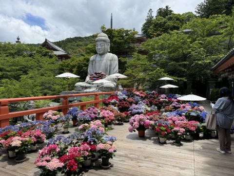 壷阪寺「大和三大観音あぢさゐ回廊」